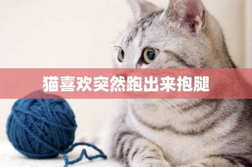 貓喜歡突然跑出來抱腿