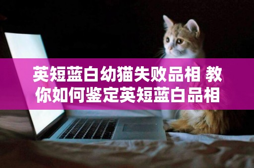 英短藍白幼貓失敗品相 教你如何鑒定英短藍白品相
