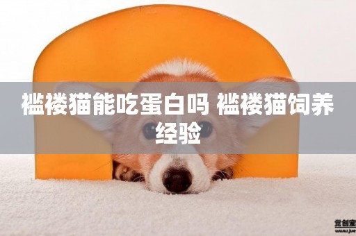 襤褸貓能吃蛋白嗎 襤褸貓飼養經驗
