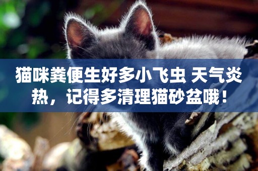 貓咪糞便生好多小飛蟲 天氣炎熱，記得多清理貓砂盆哦！