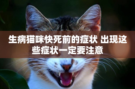 生病貓咪快死前的癥狀 出現這些癥狀一定要注意