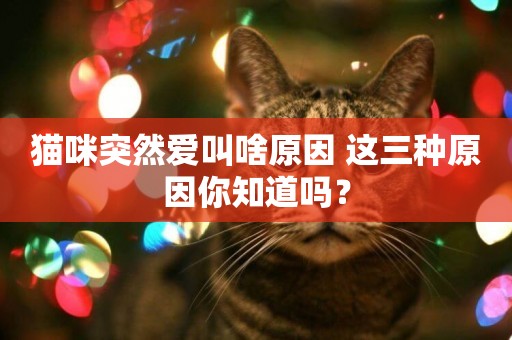 貓咪突然愛叫啥原因 這三種原因你知道嗎？