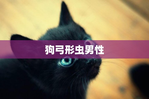 狗弓形蟲男性