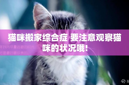 貓咪搬家綜合癥 要注意觀察貓咪的狀況哦!