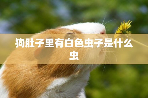 狗肚子里有白色蟲子是什么蟲