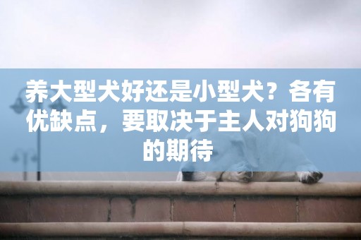 養大型犬好還是小型犬？各有優缺點，要取決于主人對狗狗的期待 