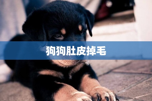 狗狗肚皮掉毛