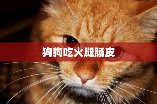 狗狗吃火腿腸皮