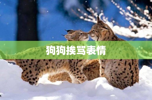 狗狗挨罵表情