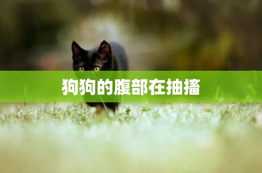 狗狗的腹部在抽搐