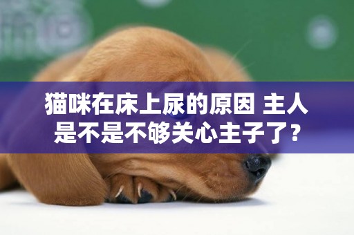貓咪在床上尿的原因 主人是不是不夠關心主子了？