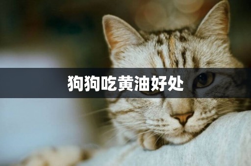 狗狗吃黃油好處