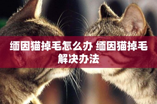 緬因貓掉毛怎么辦 緬因貓掉毛解決辦法