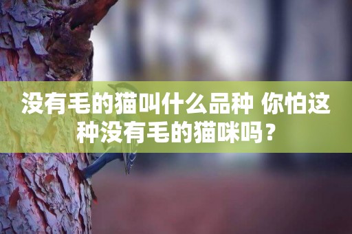 沒有毛的貓叫什么品種 你怕這種沒有毛的貓咪嗎？