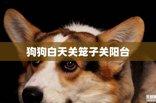 狗狗白天關籠子關陽臺