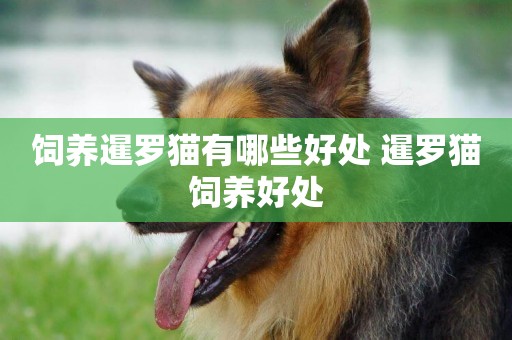 飼養暹羅貓有哪些好處 暹羅貓飼養好處