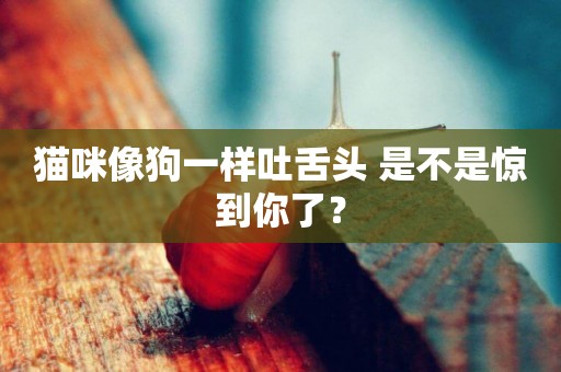 貓咪像狗一樣吐舌頭 是不是驚到你了？