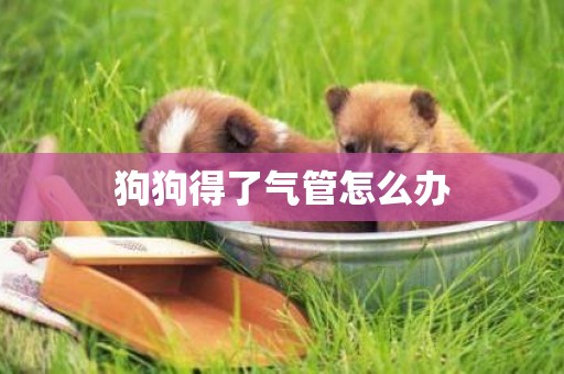 狗狗得了氣管怎么辦