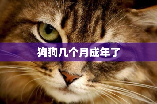 狗狗幾個月成年了