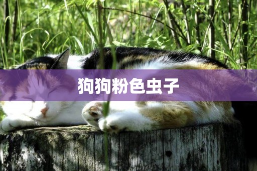 狗狗粉色蟲子
