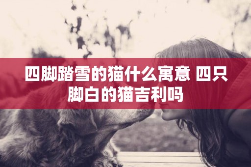四腳踏雪的貓什么寓意 四只腳白的貓吉利嗎