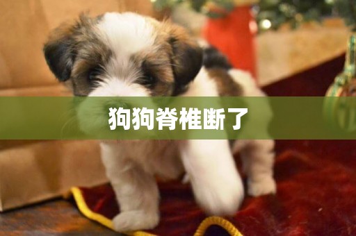 狗狗脊椎斷了