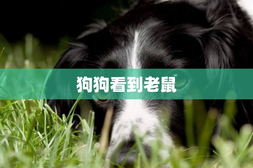 狗狗看到老鼠