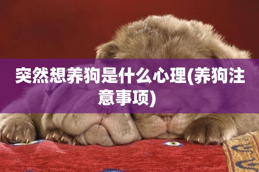 突然想養狗是什么心理(養狗注意事項) 