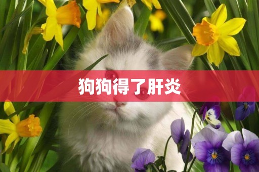 狗狗得了肝炎