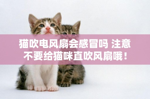 貓吹電風扇會感冒嗎 注意不要給貓咪直吹風扇哦！