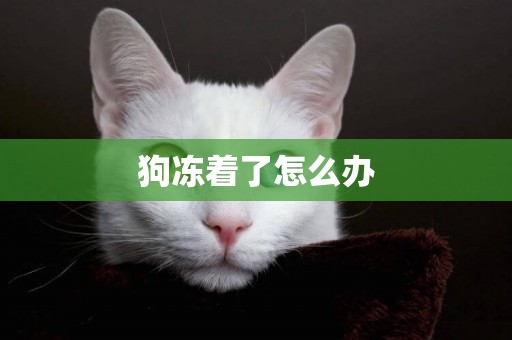 狗凍著了怎么辦