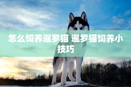 怎么飼養暹羅貓 暹羅貓飼養小技巧