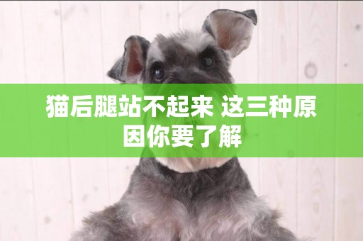 貓后腿站不起來 這三種原因你要了解