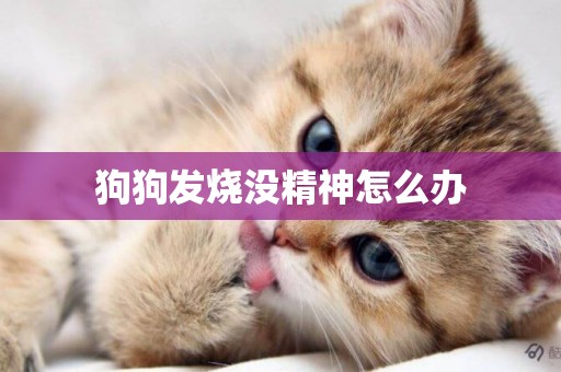 狗狗發燒沒精神怎么辦