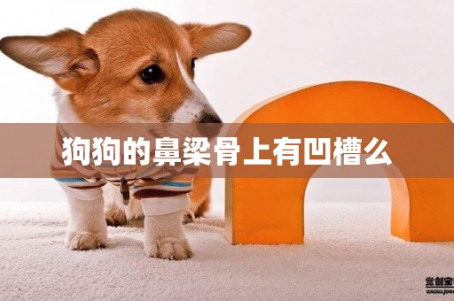 狗狗的鼻梁骨上有凹槽么