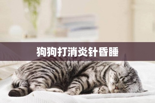 狗狗打消炎針昏睡