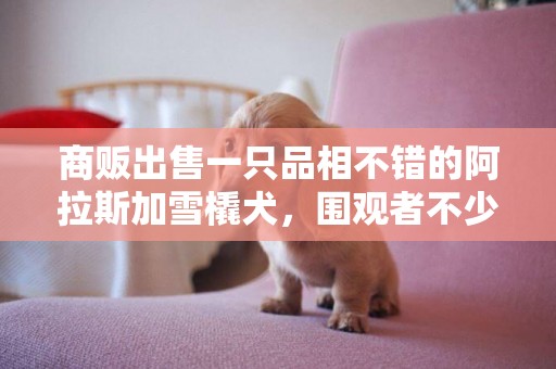 商販出售一只品相不錯的阿拉斯加雪橇犬，圍觀者不少卻無人購買！ 