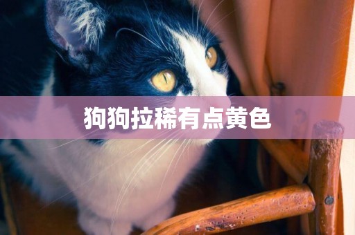 狗狗拉稀有點黃色