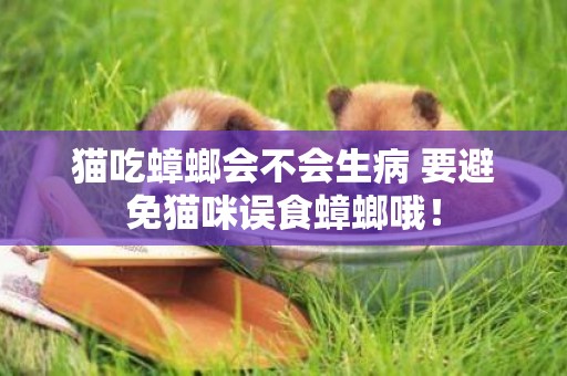 貓吃蟑螂會不會生病 要避免貓咪誤食蟑螂哦！