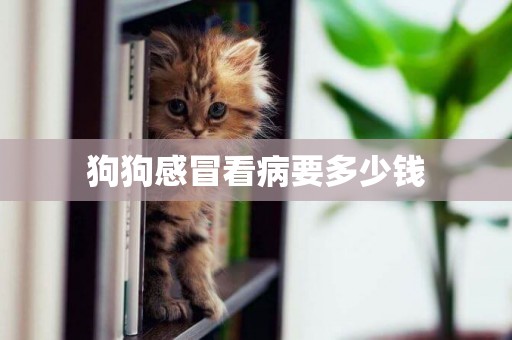 狗狗感冒看病要多少錢
