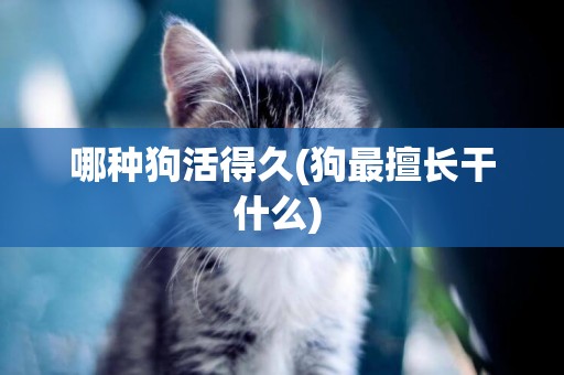 哪種狗活得久(狗最擅長干什么) 