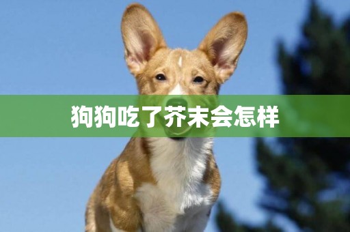 狗狗吃了芥末會怎樣