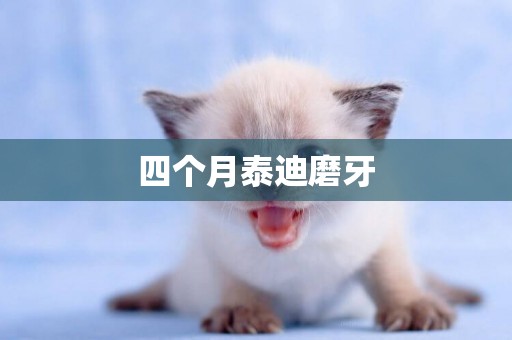 四個月泰迪磨牙