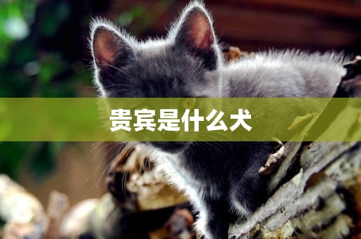 貴賓是什么犬
