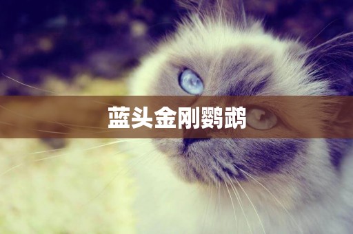 藍頭金剛鸚鵡