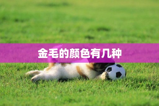 金毛的顏色有幾種