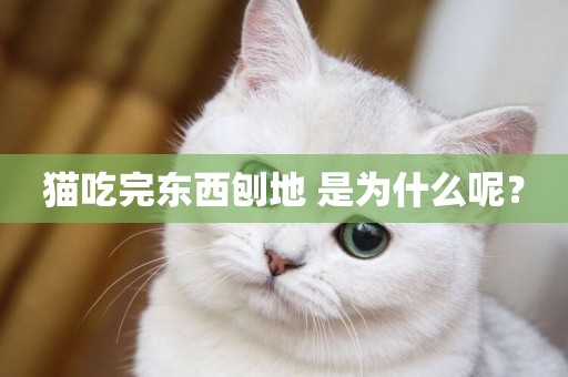 貓吃完東西刨地 是為什么呢？