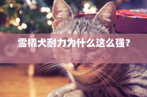 雪橇犬耐力為什么這么強？ 