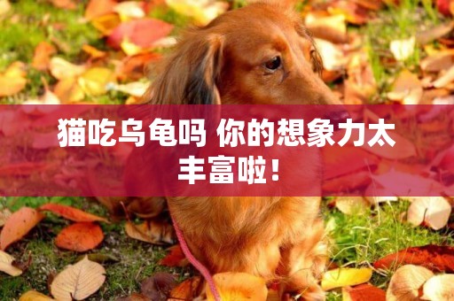 貓吃烏龜嗎 你的想象力太豐富啦！