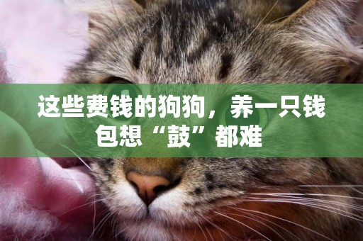 這些費錢的狗狗，養一只錢包想“鼓”都難 